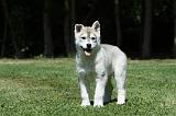 SIBERIAN HUSKY 373